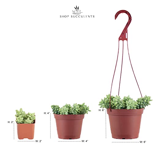 Rosette Succulent Collection - 32 Plants