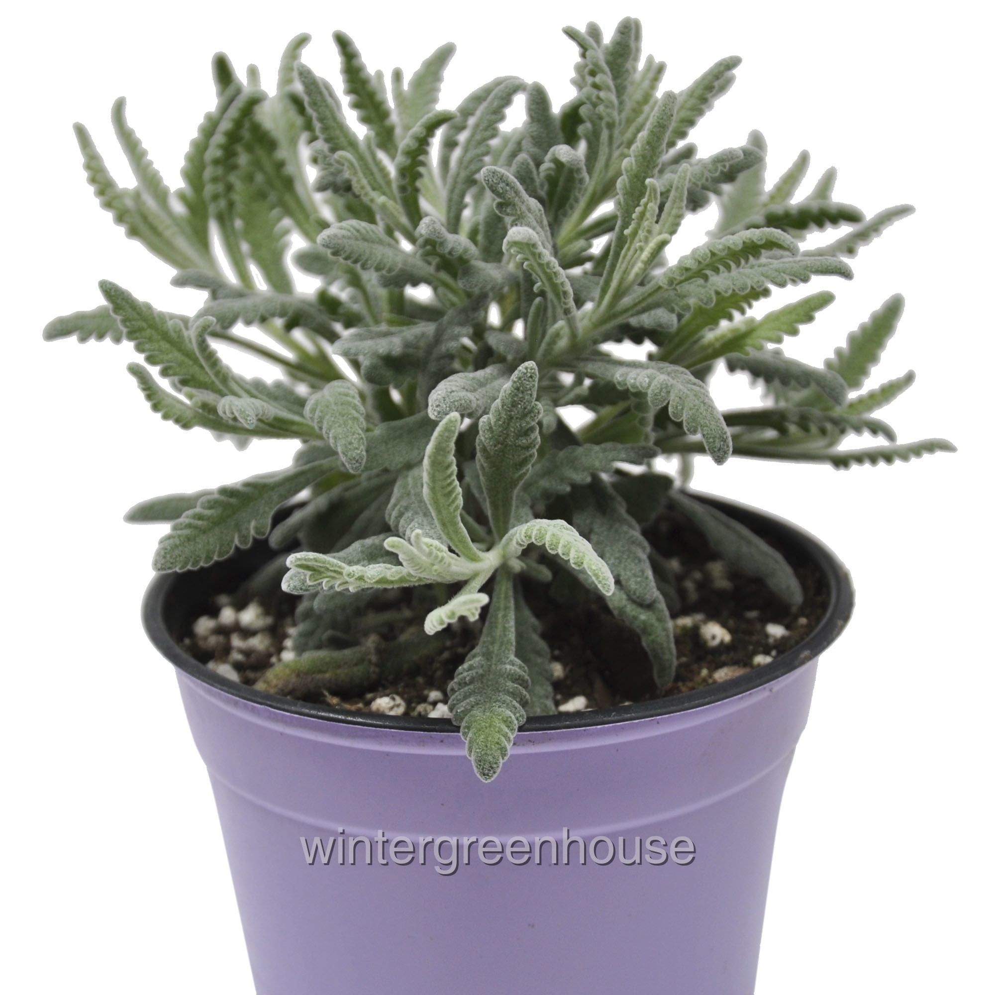 Luscious Lavender Plants