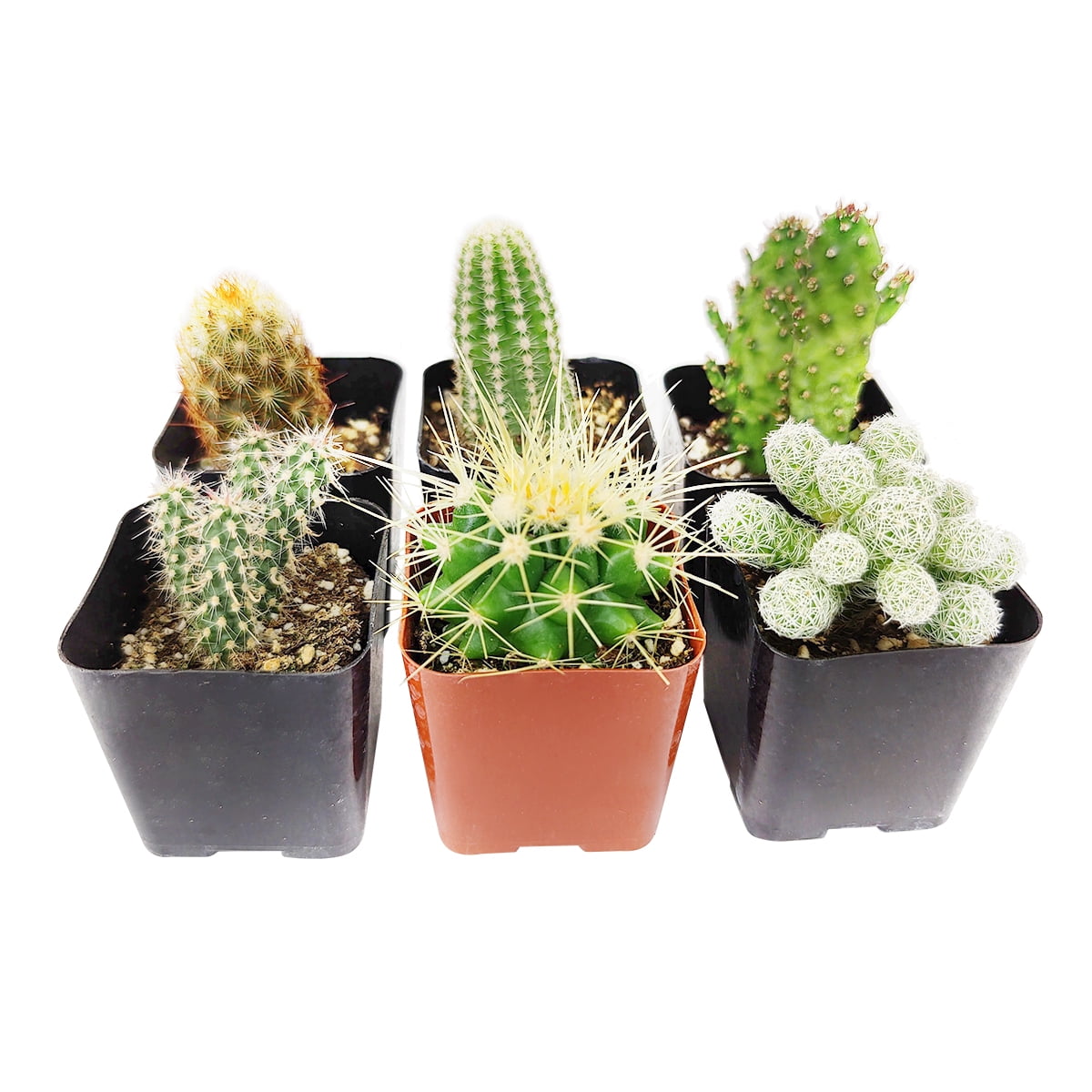 Assorted Live Cactus Pack - 2 Succulents