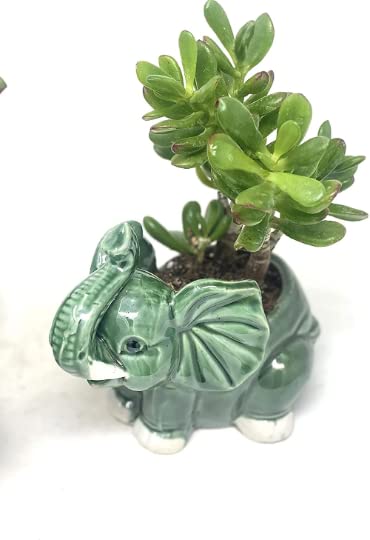 Hobbit Jade Plant in Round Vase - Easy Care