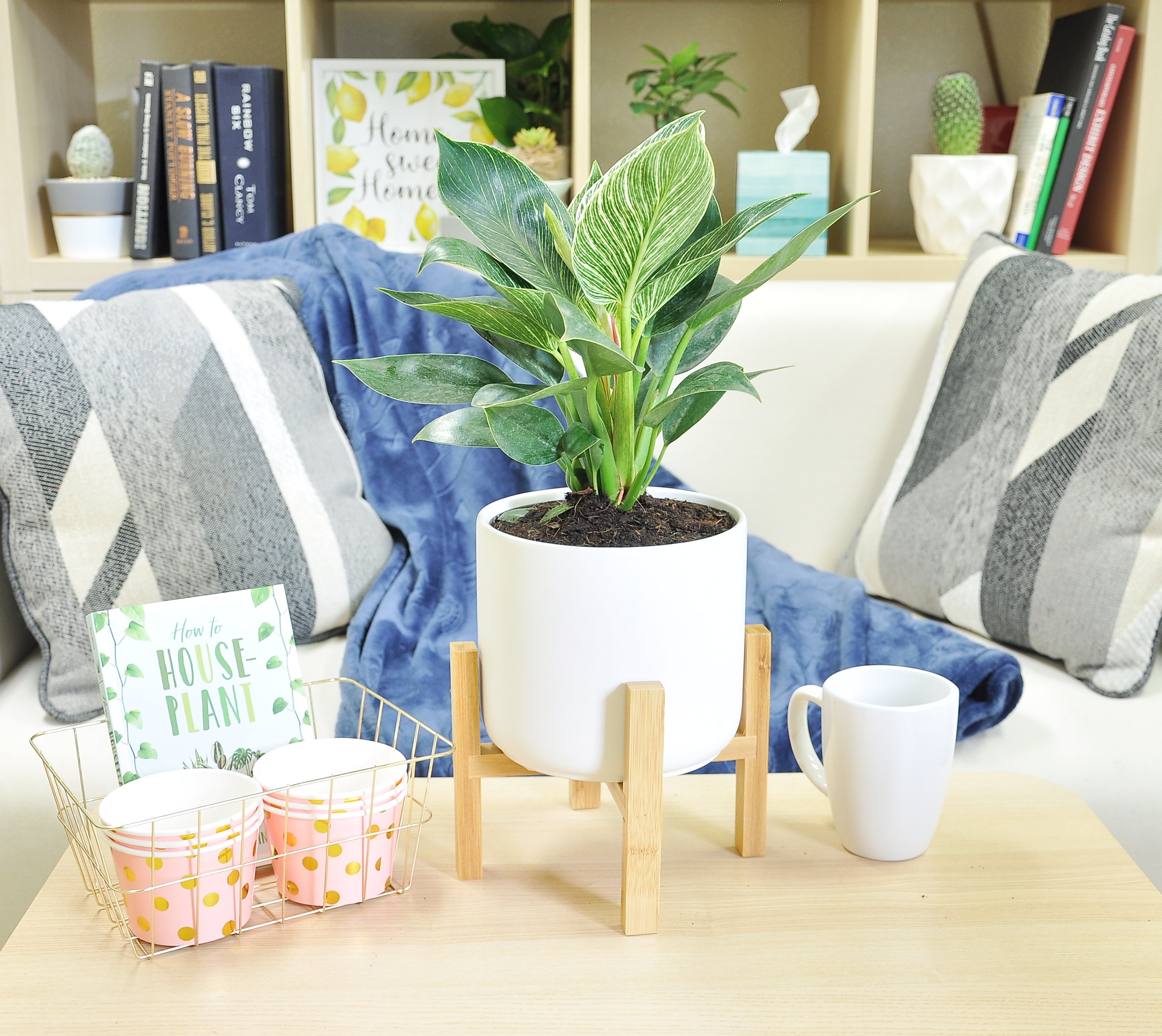 Philodendron Birkin Plant - 14in Mid Century Style