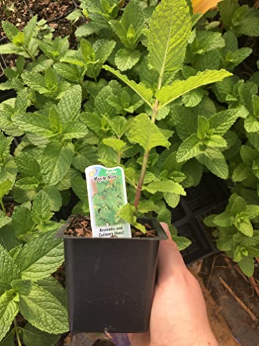 Mojito Mint Plant - Hardy Perennial in 4" Pot