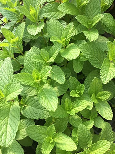 Mojito Mint Plant - Hardy Perennial in 4" Pot