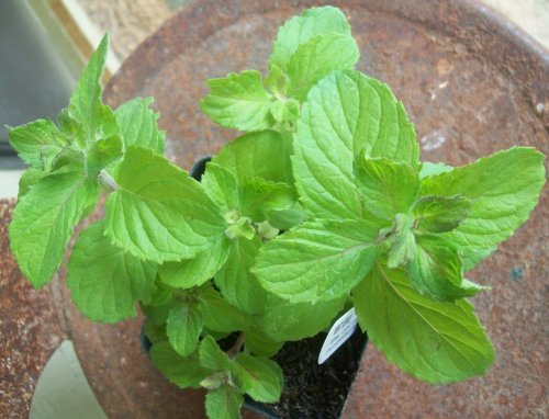 Fragrant Apple Mint Herb Plant in 3.5" Pot