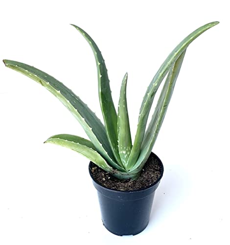 Aloe Vera Succulent Plant in 4" Pot