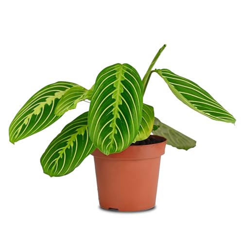 Lemon Lime Prayer Plant - 4'' Pot