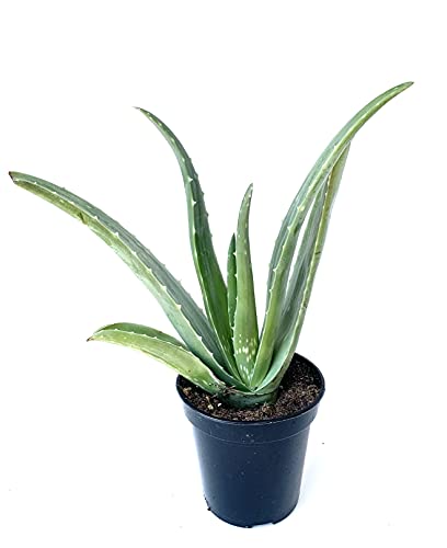 Aloe Vera Succulent Plant in 4" Pot