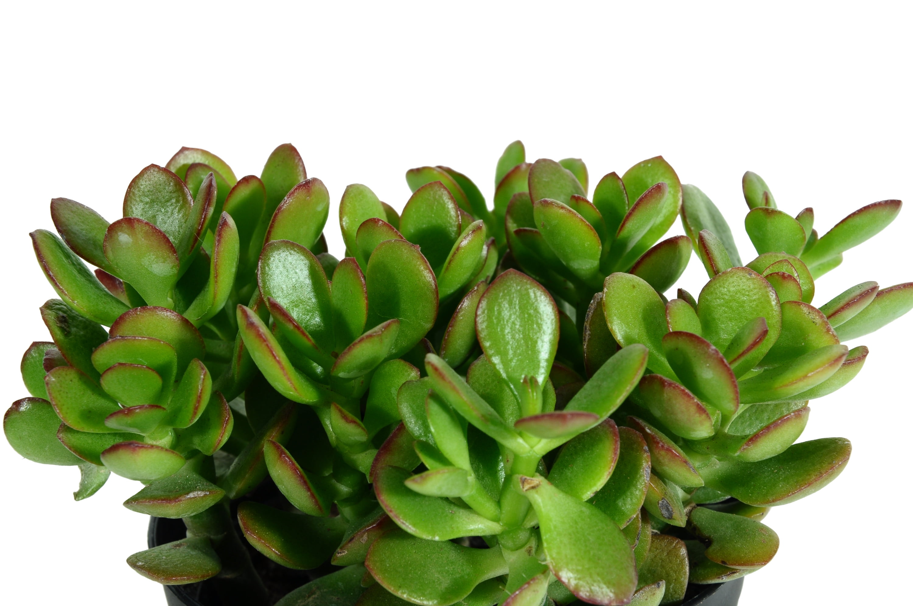 Costa Farms Green Jade Plant - 6in, 2-Pack