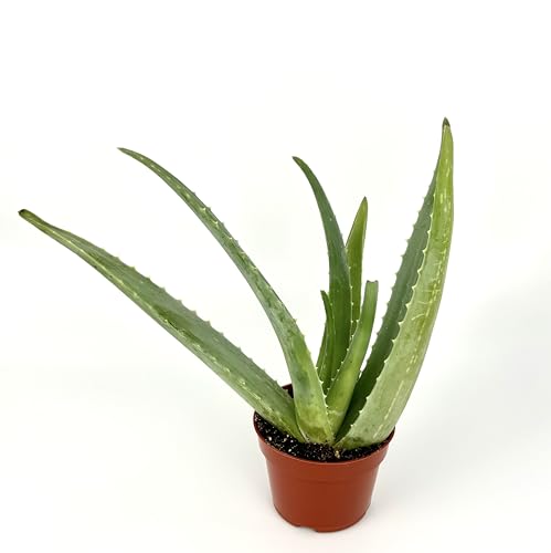 Aloe Vera Succulent Plant in 4" Pot