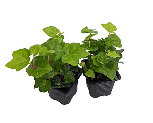 Irish Ivy 2-Pack in 3" Pots