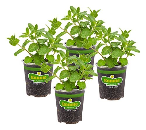 Sweet Mint Herb Plant 4-Pack for Easy Growing