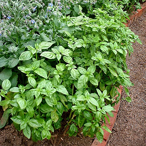 Bonnie Plants Sweet Basil Herb - 4 Pack