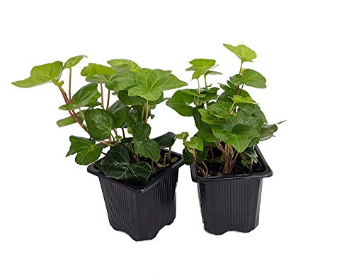 Irish Ivy 2-Pack in 3" Pots