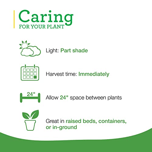 Sweet Mint Herb Plant 4-Pack for Easy Growing