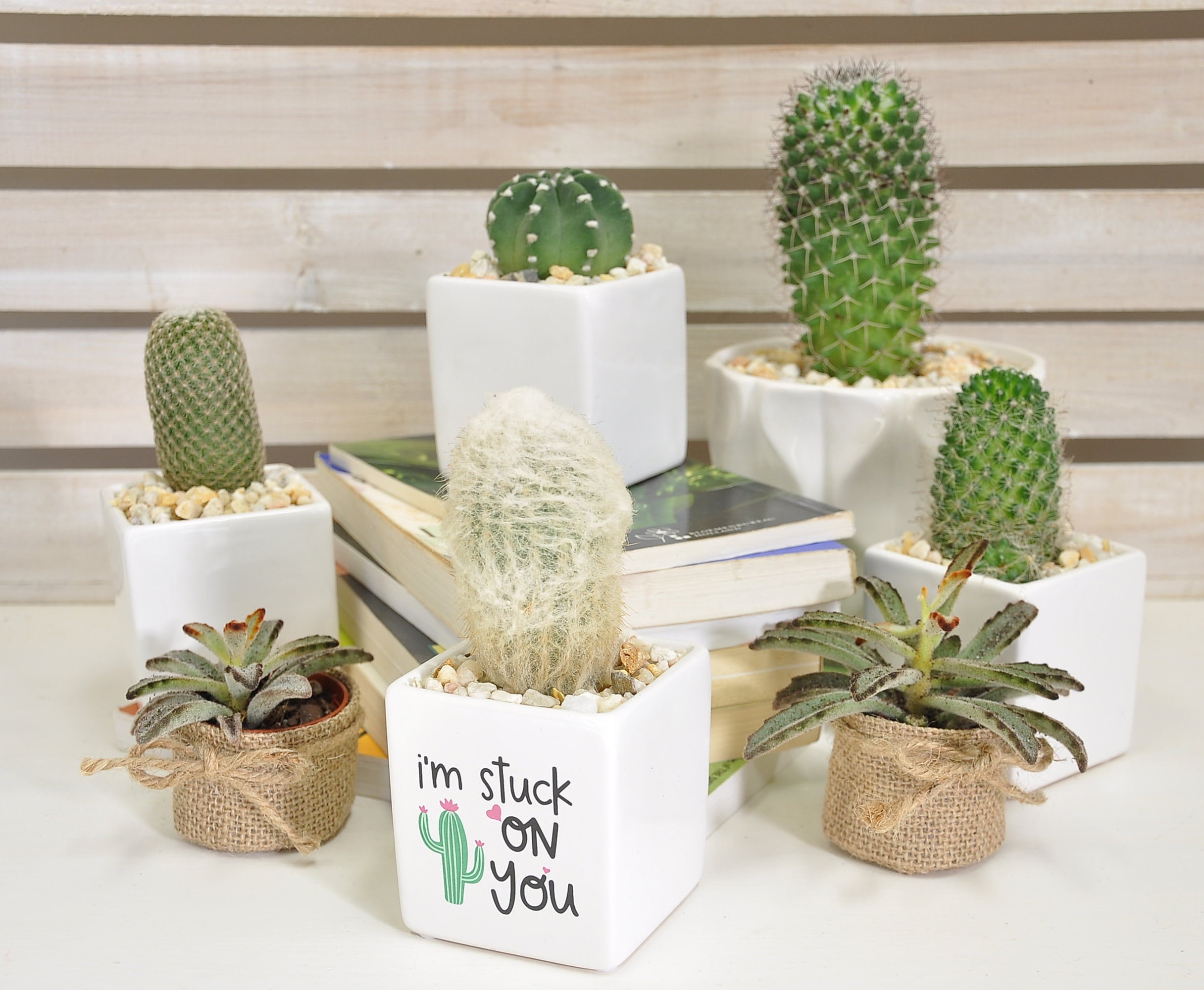 Costa Farms Indoor 7in Green Cactus in Ceramic Pot
