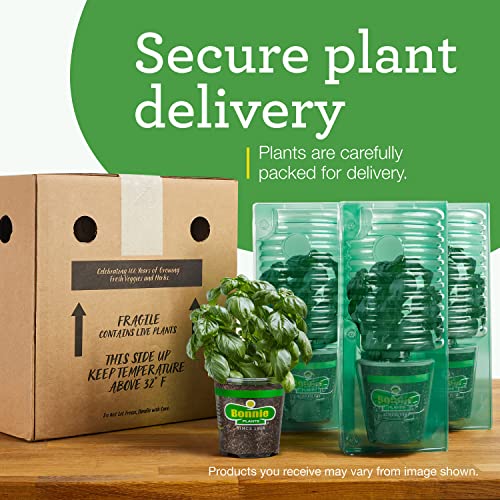 Sweet Mint Herb Plant 4-Pack for Easy Growing