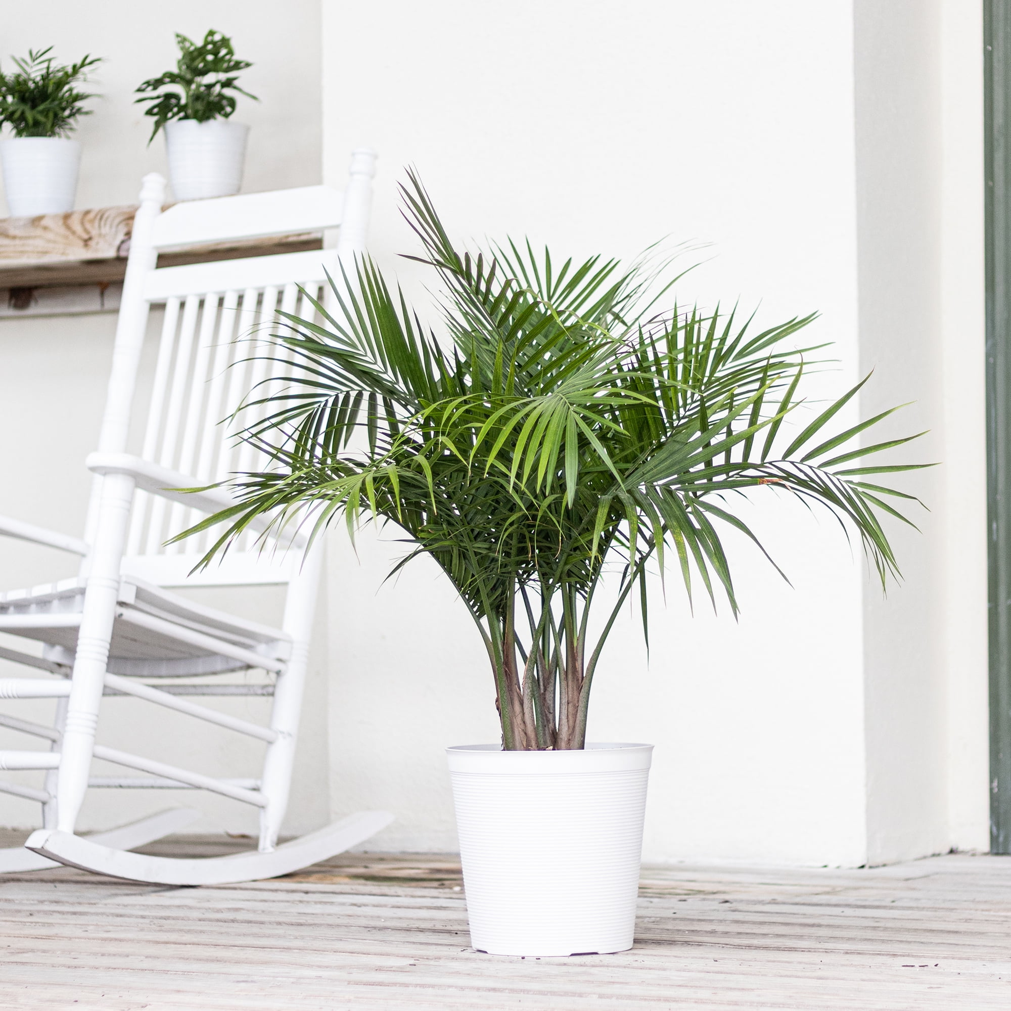 Majesty Palm in 10-Inch Pot – Indoor/Outdoor