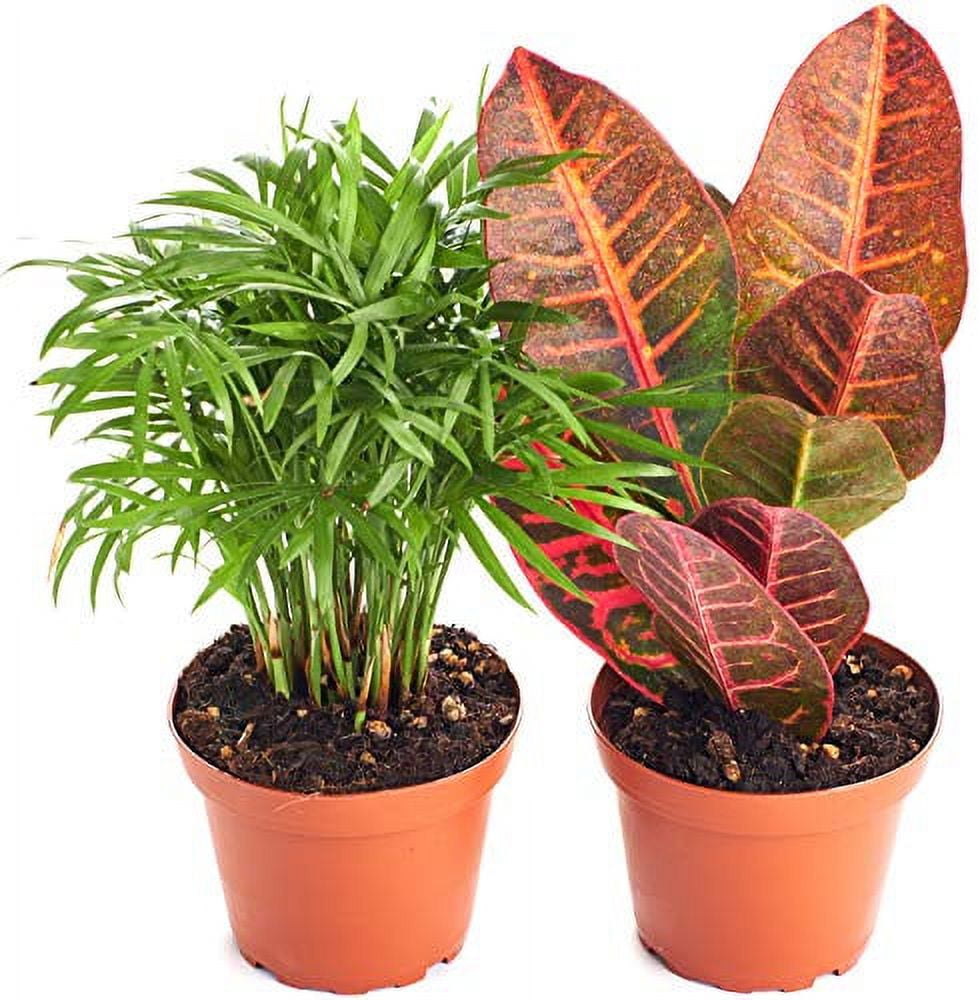 Succulent Collection: Croton Petra & Parlor Palm