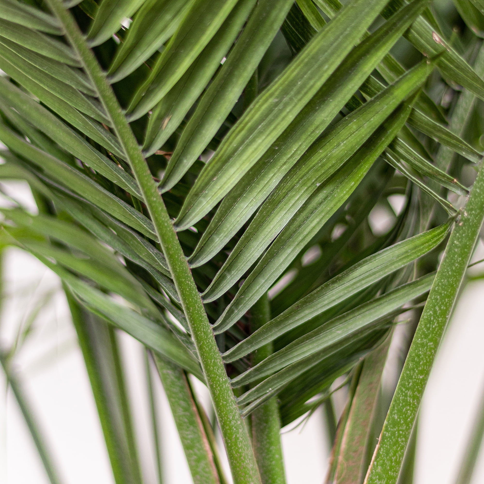 Majesty Palm in 10-Inch Pot – Indoor/Outdoor