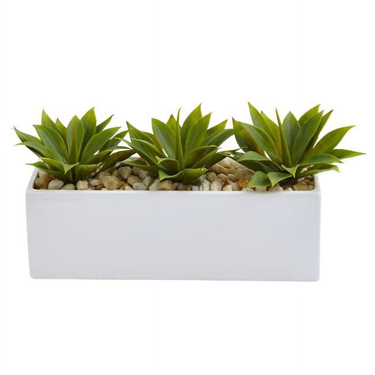 Agave Succulent in Modern Rectangular Planter