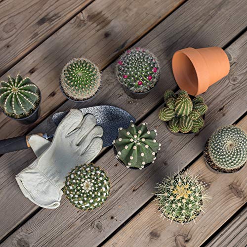 Assorted Cactus Collection - 4 Pack 2.5