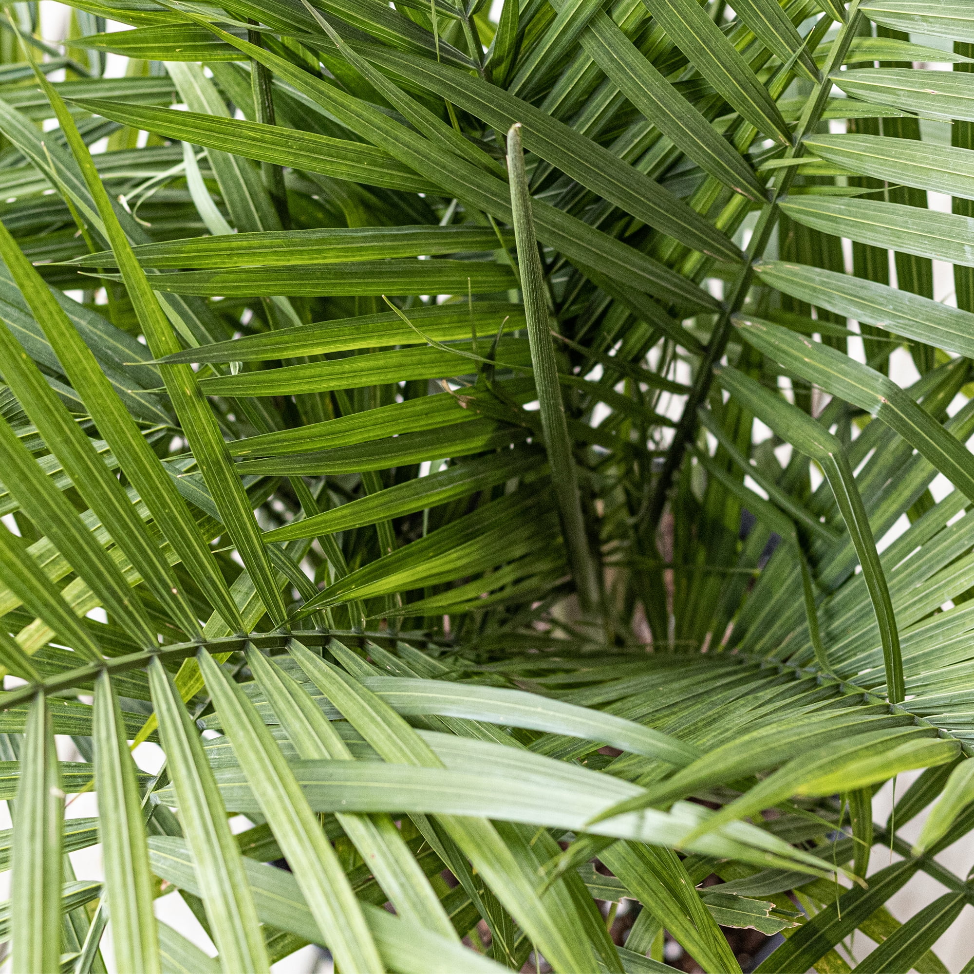 Majesty Palm in 10-Inch Pot – Indoor/Outdoor