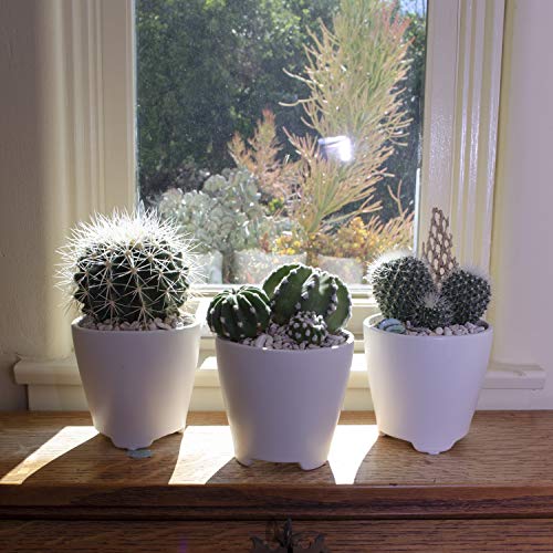 Assorted Cactus Collection - 4 Pack 2.5