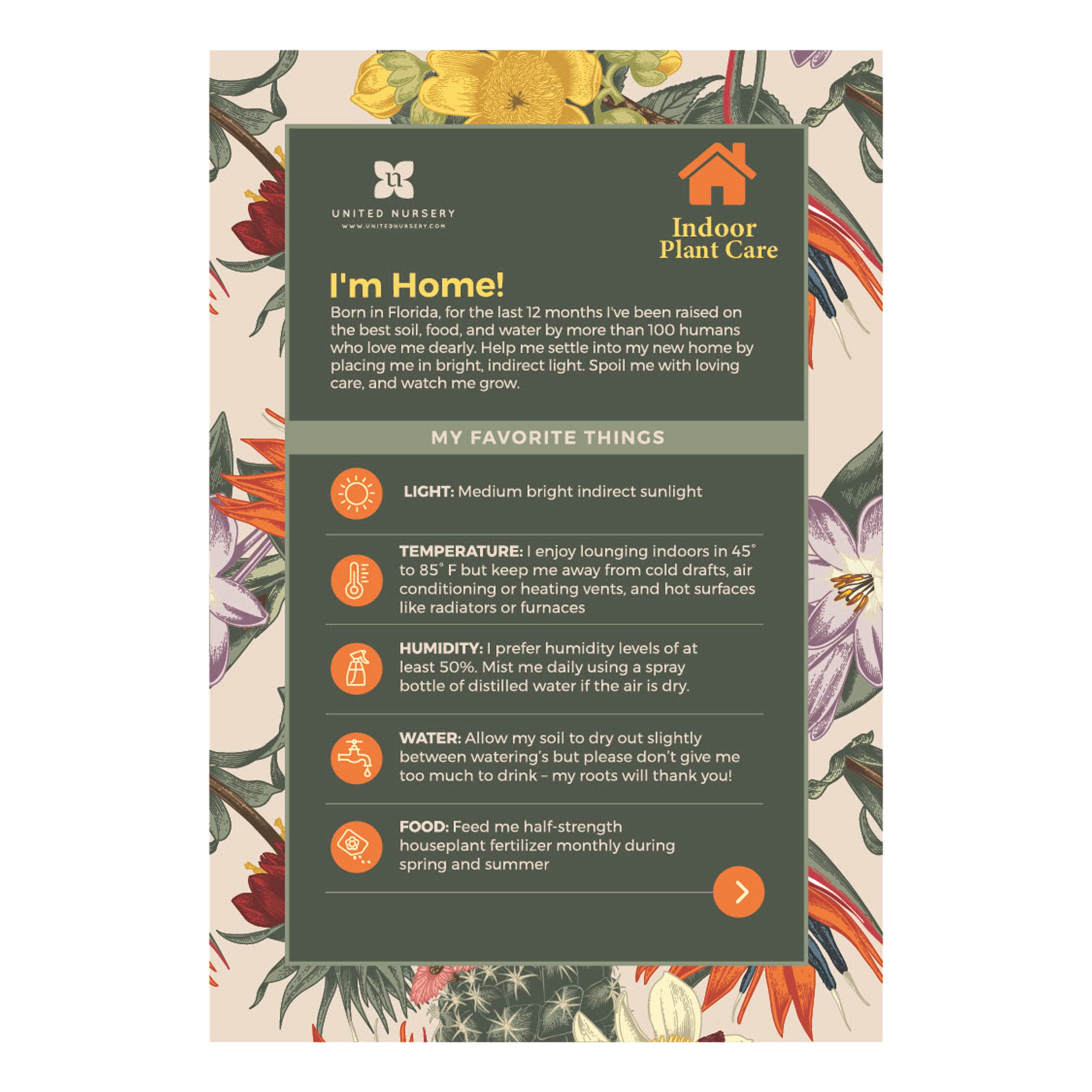 Majesty Palm in 10-Inch Pot – Indoor/Outdoor