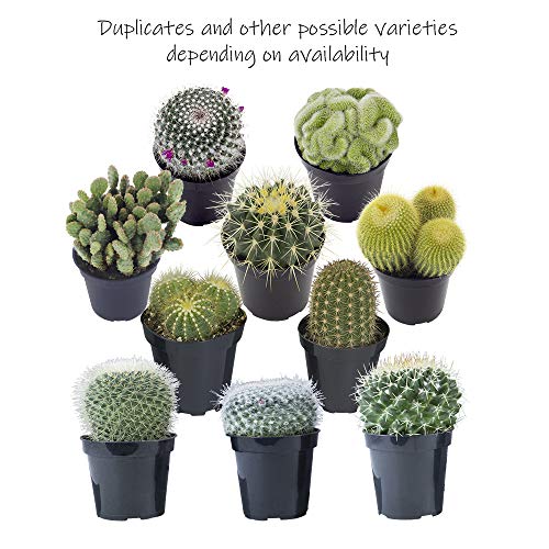 Assorted Cactus Collection - 4 Pack 2.5
