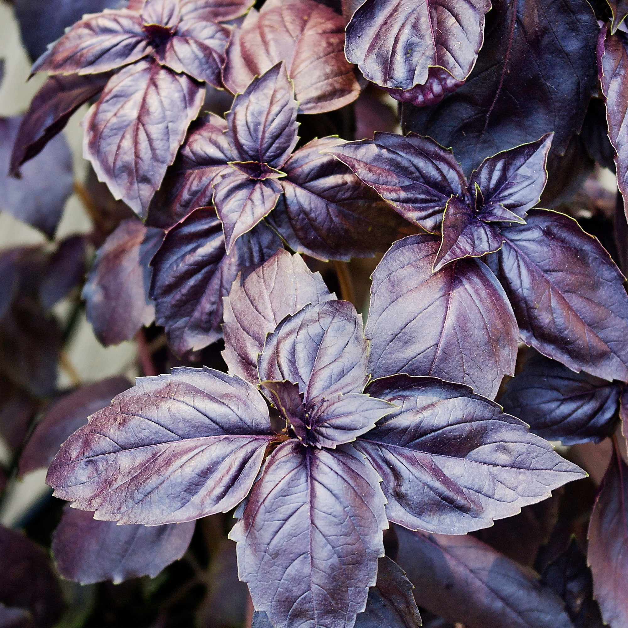 Purple Basil Plants - 2-Pack by Bonnie