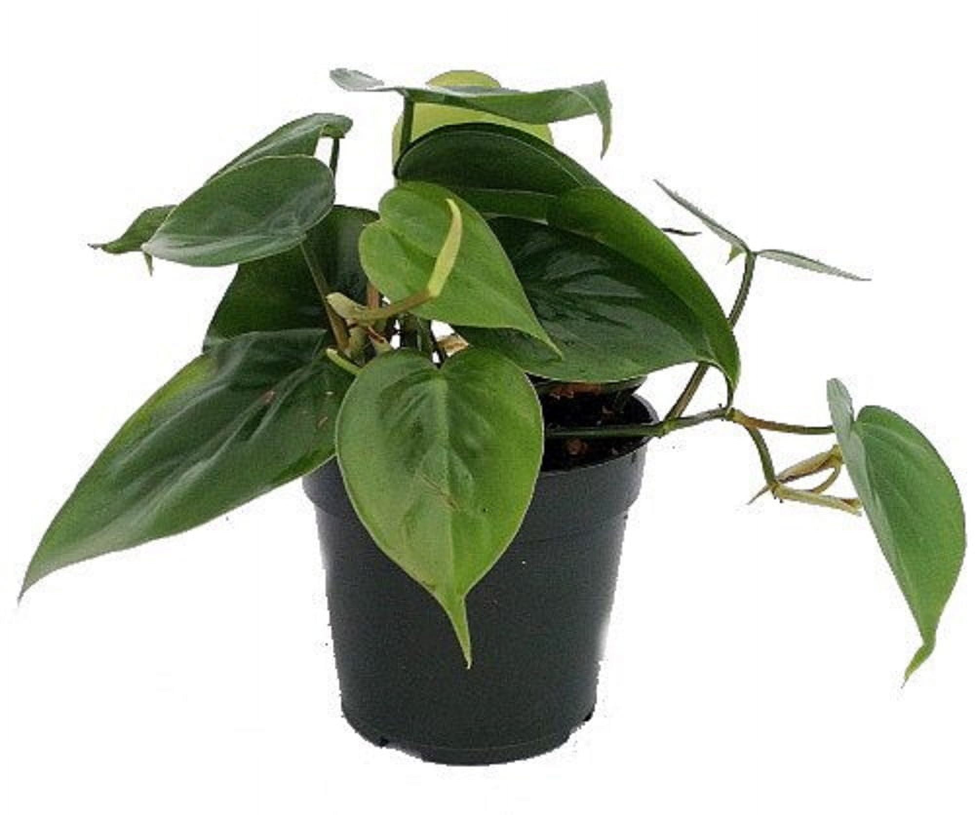 Heart Leaf Philodendron - Easy House Plant - 4" Pot
