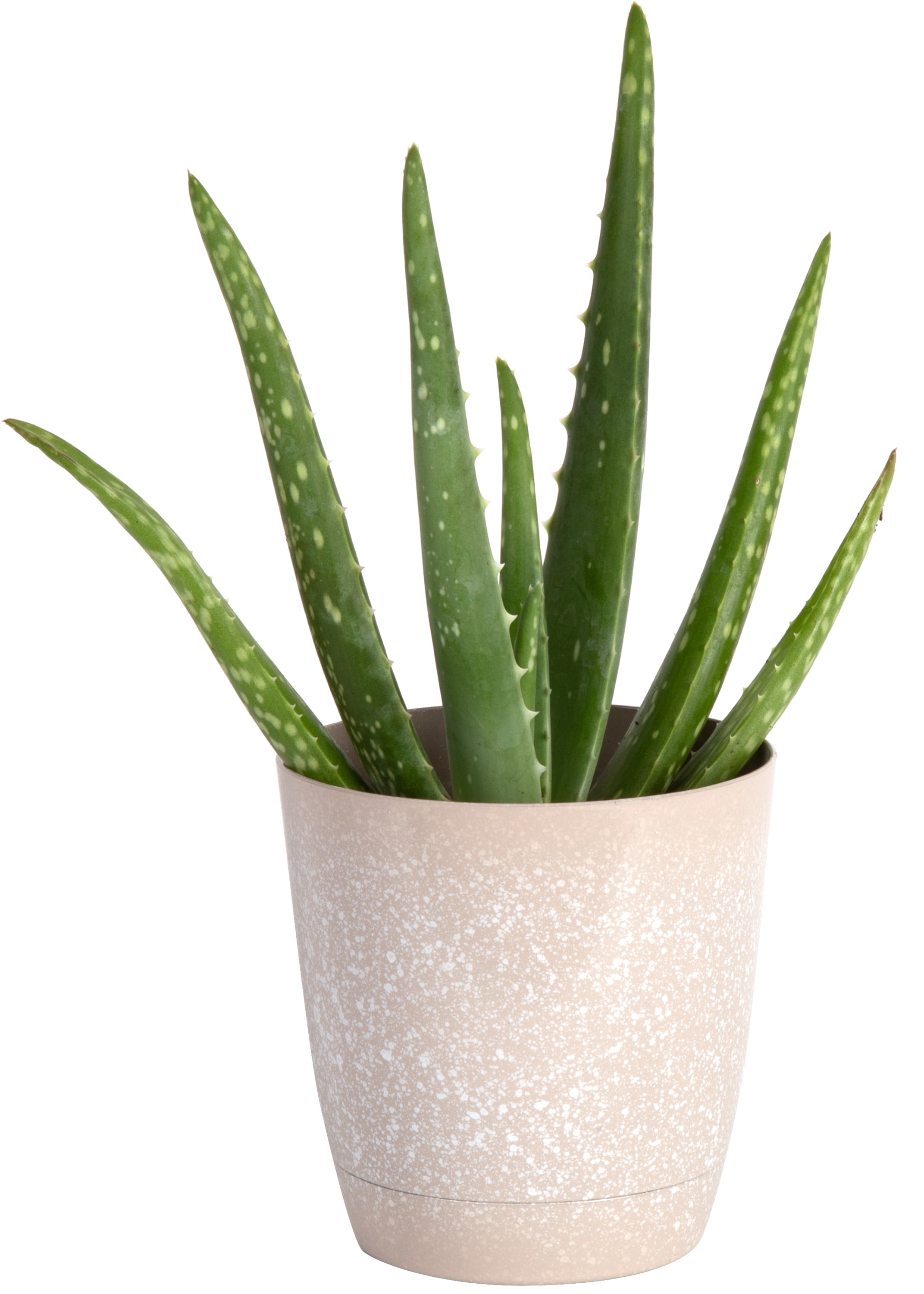 Small Green Aloe Vera Plant in Décor Pot