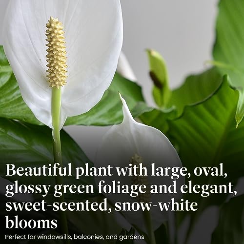 Spathiphyllum Peace Lily - Easy Care House Plant