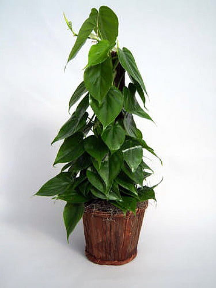 Heart Leaf Philodendron - Easy House Plant - 4" Pot