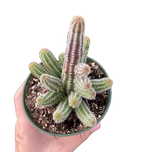 Live Echinopsis Peanut Cactus in 4" Pot