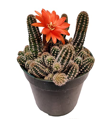 Live Echinopsis Peanut Cactus in 4" Pot