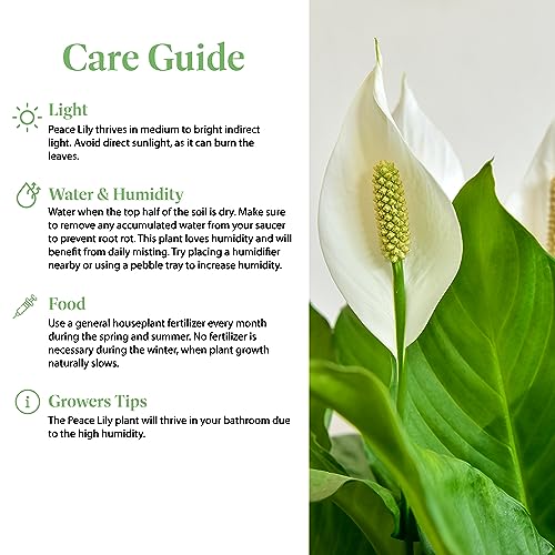 Spathiphyllum Peace Lily - Easy Care House Plant