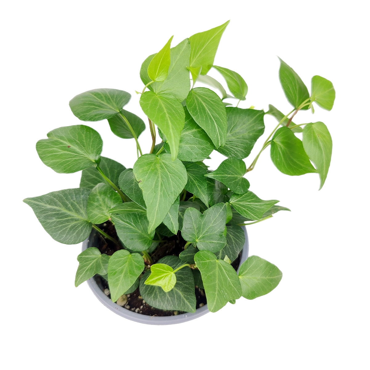 Ivy Hedera Plant in 4" Pot - Air-Purifying Decor