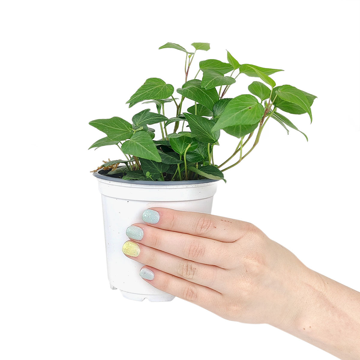 Ivy Hedera Plant in 4" Pot - Air-Purifying Decor