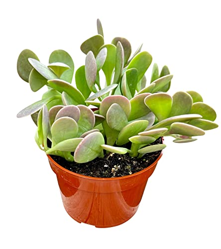 4" Live Senecio Jacobsenii Trailing Jade Succulent