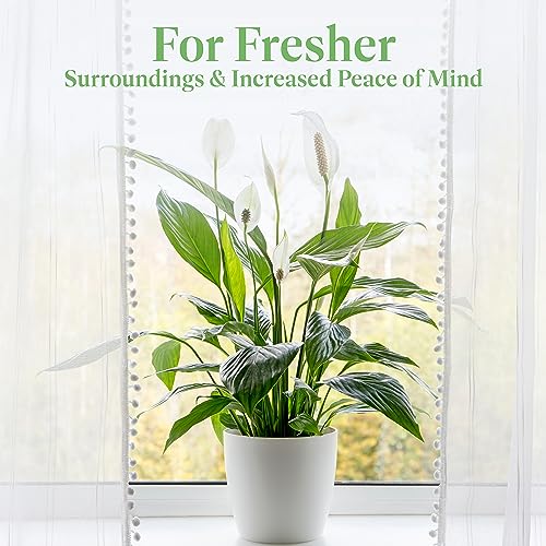Spathiphyllum Peace Lily - Easy Care House Plant