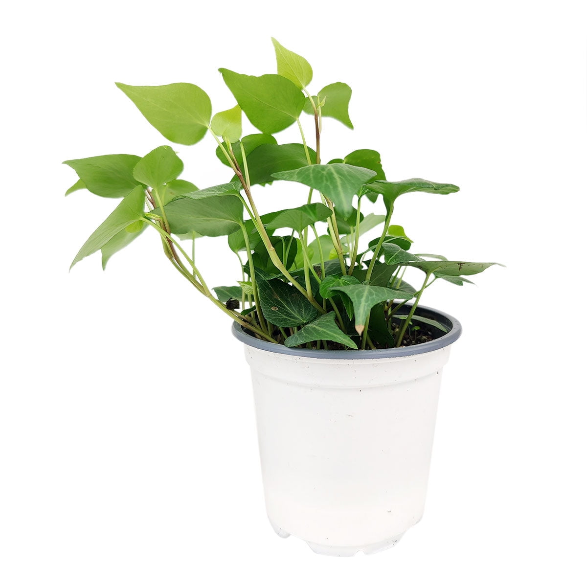 Ivy Hedera Plant in 4" Pot - Air-Purifying Decor