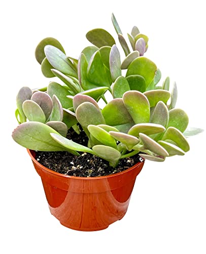 4" Live Senecio Jacobsenii Trailing Jade Succulent