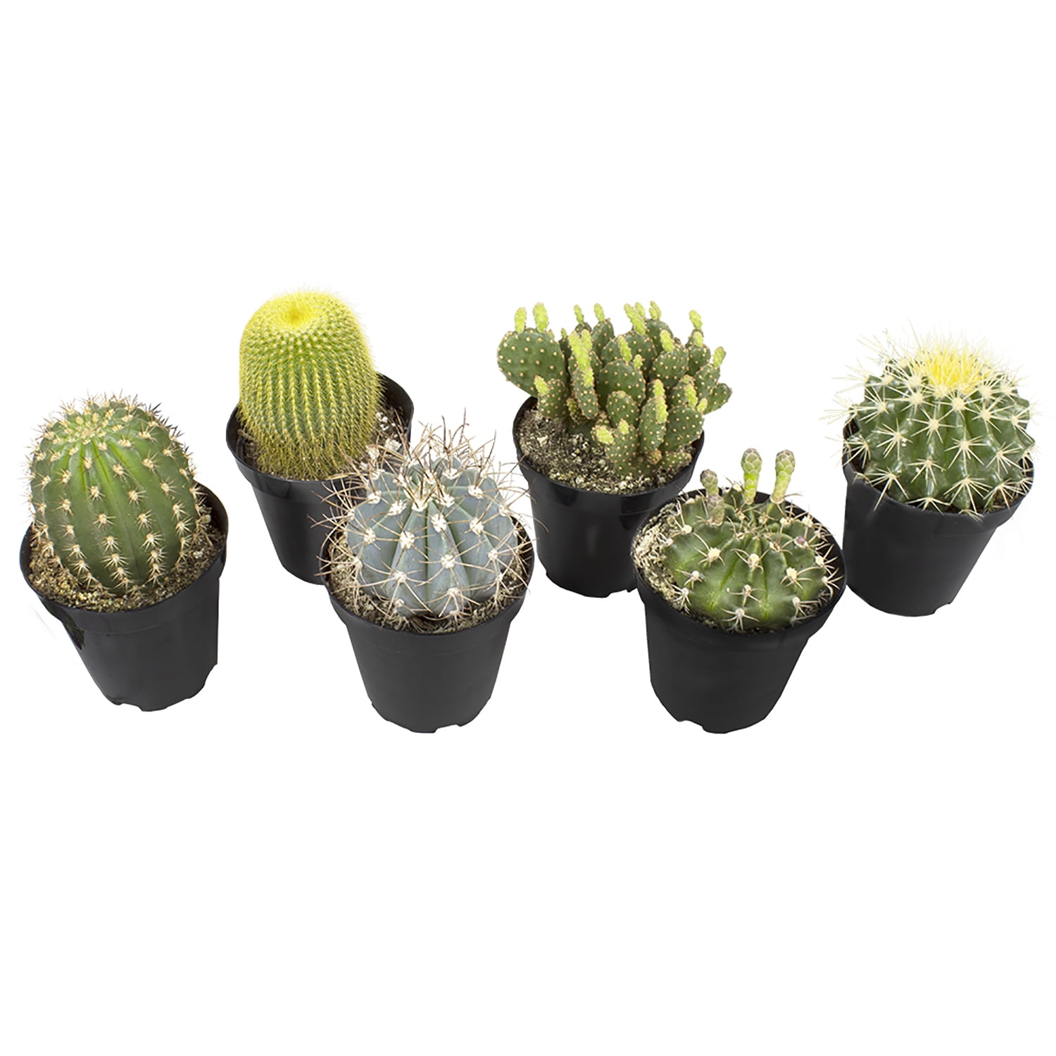 Assorted Live Cactus Collection - 6 Pack
