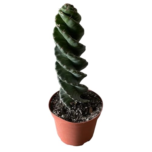 Spiral Cactus - Twisted Rare Succulent Plant