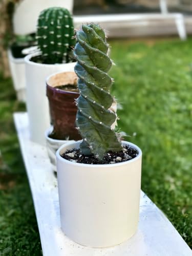 Spiral Cactus - Twisted Rare Succulent Plant