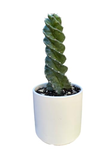 Spiral Cactus - Twisted Rare Succulent Plant