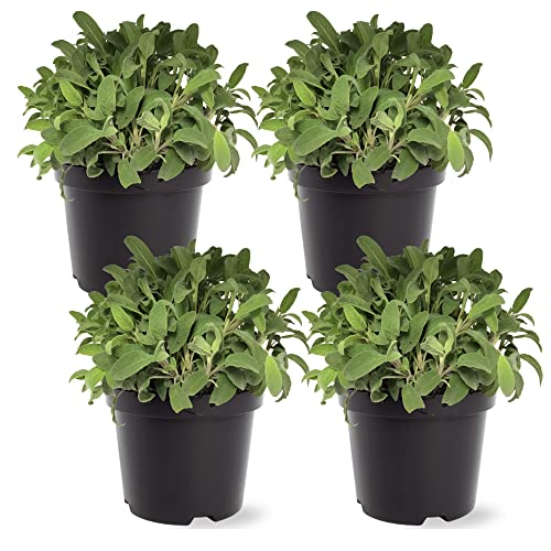 Lavender Herb Pack - Natural Sleep Aid (4 Plants)