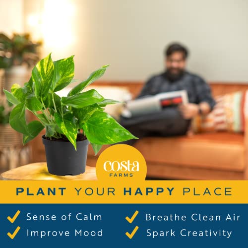 Costa Farms Golden Pothos - Easy Care Indoor Plant