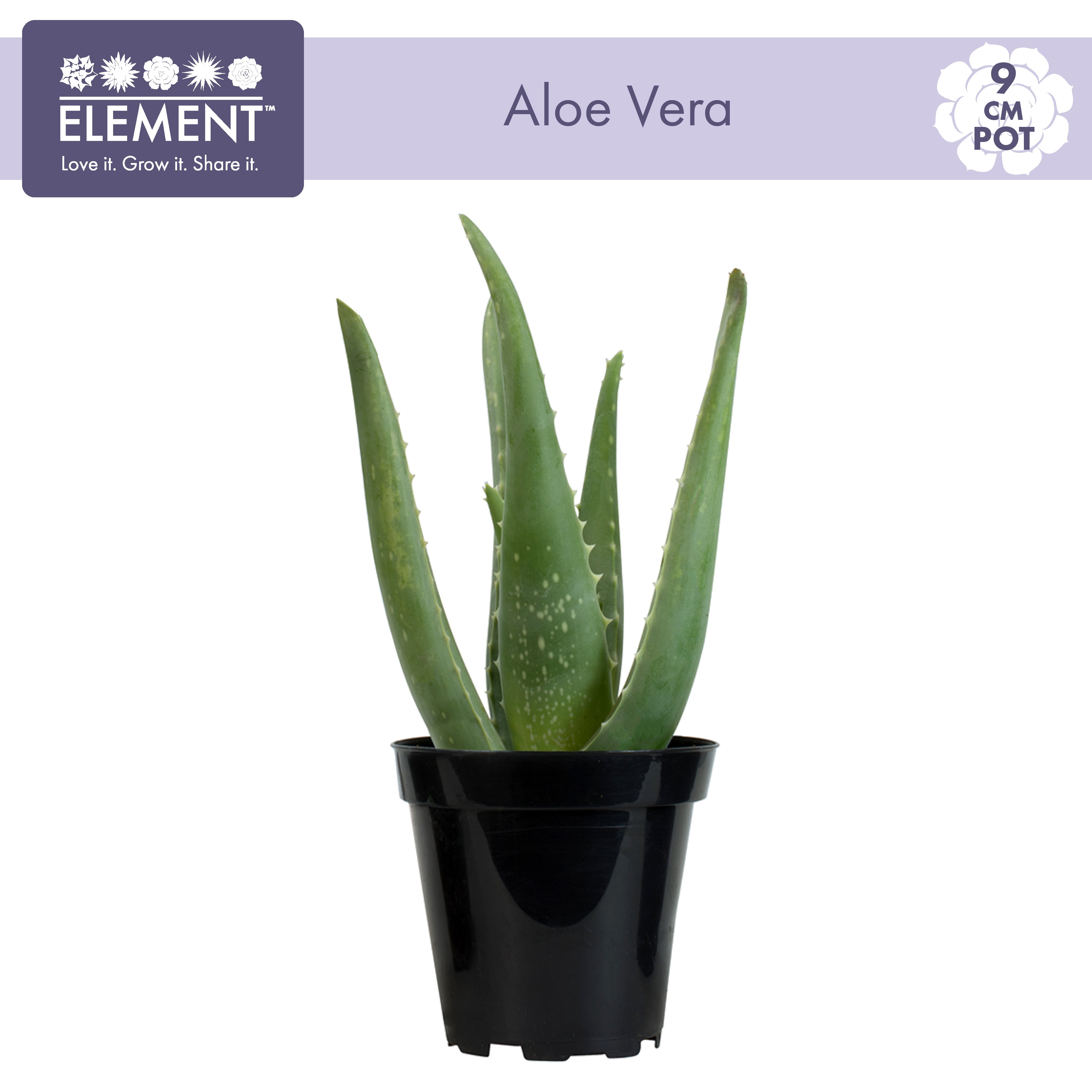 Aloe Vera Succulent in Grower Pot, 3.5 Inch